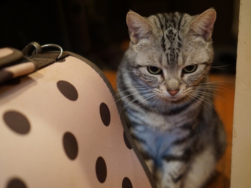 爪切りや健康診断など病院に連れていくのは弟の役目「トイレ掃除もしてくれる、でもいそがしいからね」