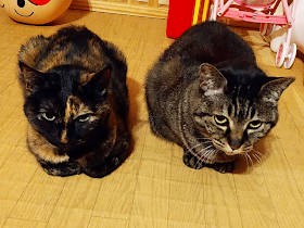 高齢の愛猫たち、“たたずむ”時間が増えてきた　その姿はまるで田舎のおばあちゃん？