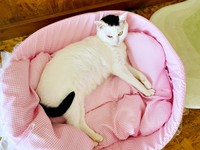 頭と尻尾だけが黒いぺーちゃん（画像提供：おにぎり猫さん）