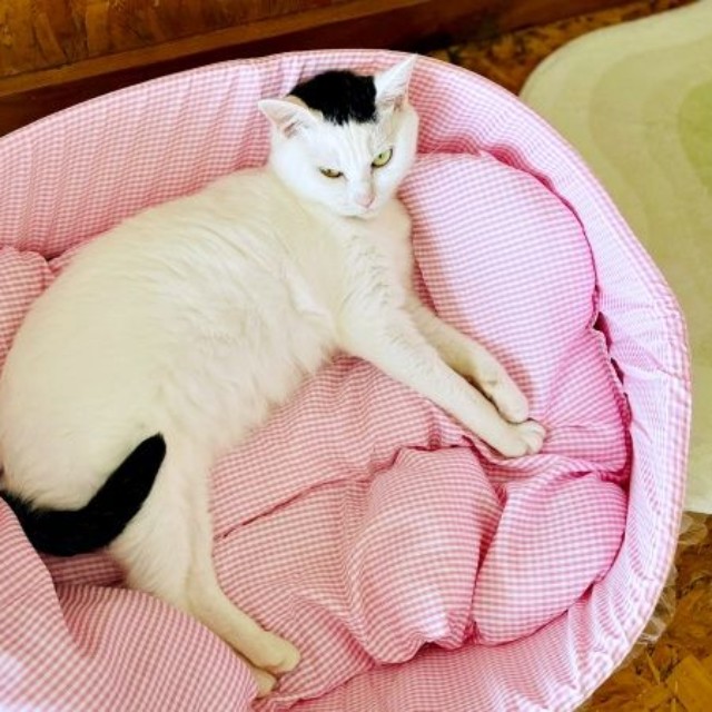 頭と尻尾だけが黒いぺーちゃん（画像提供：おにぎり猫さん）