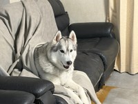 デッキから室内に呼び戻された後、ソファに座るシベリアンハスキーの零くん／レナままさん（@RenaSyun）提供