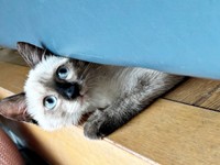 保護から約4カ月後.、工事の人が来て隠れるおこげちゃん（画像提供：コハちゃん）