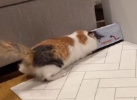 あれ、なんでは入れないの(^_^;)＝ぽてこゆこめ+うなさん（@potechi_nikki）のTwitterより