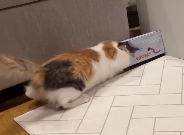 あれ、なんでは入れないの(^_^;)＝ぽてこゆこめ+うなさん（@potechi_nikki）のTwitterより