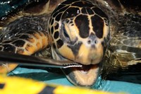 ウミガメのエサやりの様子 ※桂浜水族館提供