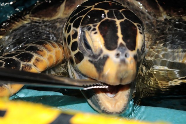 ウミガメのエサやりの様子 ※桂浜水族館提供
