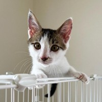 ケージの上に登るのが好き＝mike_dedenneさん提供
