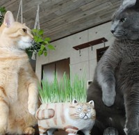 猫草をめぐって同居猫ともめる空くん（画像提供：kurokoさん）