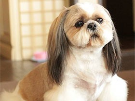 トリミングしたてで真っ白　シーズーの「小次郎」