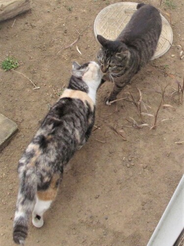 前脚で張り倒した後、鼻チューをし、雄猫をどぎまぎさせる（いっとくさん提供）