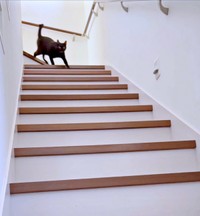 「話、聞こか？」と飼い主さんが声をかけると、姿を現したポルちゃん（画像提供：つんさん）