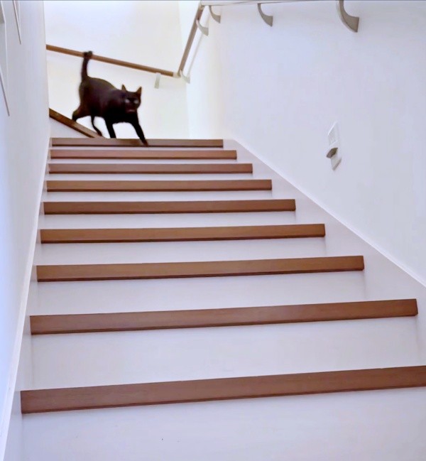 「話、聞こか？」と飼い主さんが声をかけると、姿を現したポルちゃん（画像提供：つんさん）