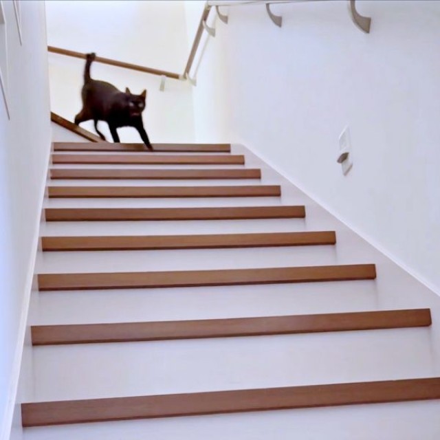 「話、聞こか？」と飼い主さんが声をかけると、姿を現したポルちゃん（画像提供：つんさん）