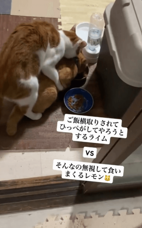 兄弟のご飯を横取りして太ったレモンくん 画像提供：5匹の猫