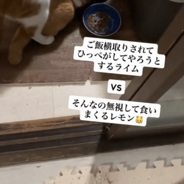 兄弟のご飯を横取りして太ったレモンくん 画像提供：5匹の猫