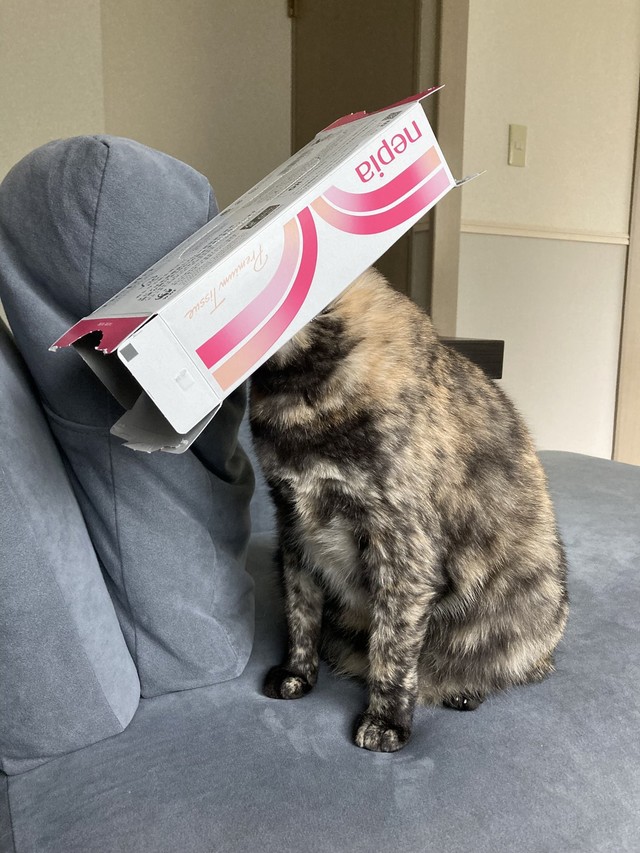空になったティッシュ箱を頭にすっぽりとかぶった猫が話題に（羽佐間さん提供）