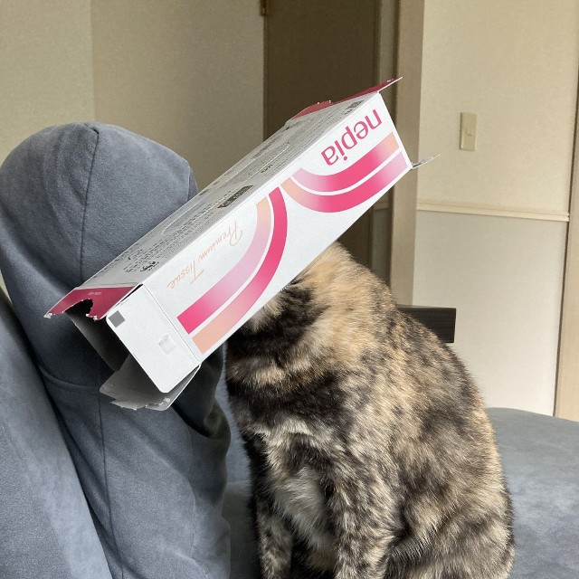 空になったティッシュ箱を頭にすっぽりとかぶった猫が話題に（羽佐間さん提供）