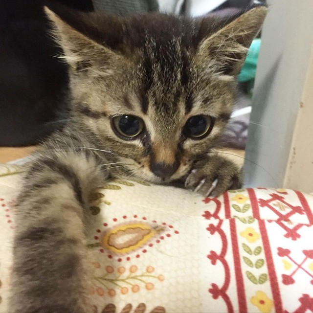 子猫の頃のしょうゆちゃん