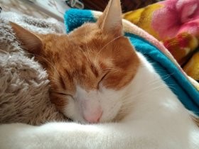 お寺を荒らしていたおとな猫　高齢者に引き取られ穏やかに暮らす