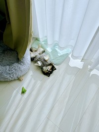 足パカーン！ 窓辺で爆睡するみつばちゃん（画像提供：みつばさん）