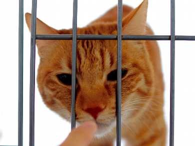 犬の殺処分４年連続ゼロ　猫も減る　川崎市