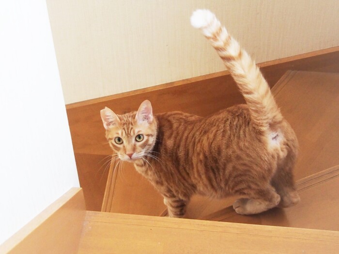 耳カットは、外猫時代があったことの証し