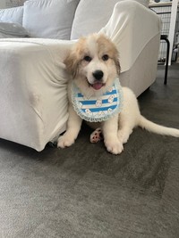 毎日ぐんぐん「伸びている」超大型犬「グレート・ピレニーズ」の子犬、独歩ちゃん（画像提供：@manabunwdylさん）