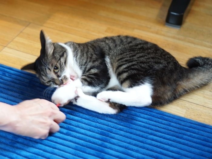 またたび入りオモチャに本気で蹴りを入れるワッポ