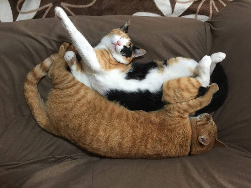 寝ていても空飛ぶ夢を見ているの