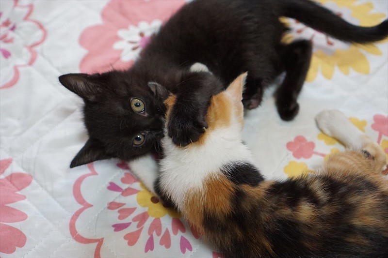 みんなに助けてもらった命がきらきら、輝いています！