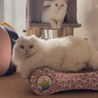 姉猫月ちゃん（提供写真）