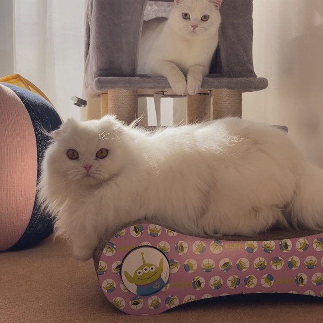 姉猫月ちゃん（提供写真）