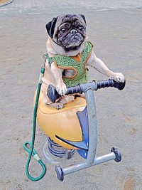 ライド姿がさまになるシゲちゃん（画像提供：シゲパグさん）