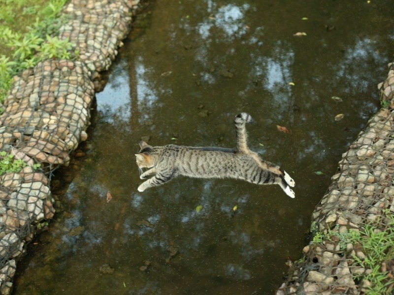 『俳句ねこ』（夏）　ホーム社提供