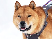 北海道の増毛町エリアを徘徊していた北海道犬・国稀