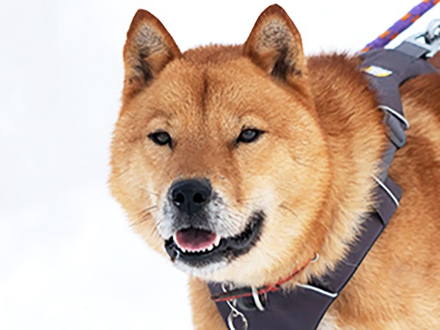 北海道の増毛町エリアを徘徊していた北海道犬・国稀