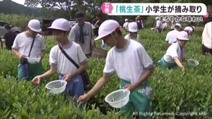 宮城・石巻市の桃生茶　小学生が摘み取りを体験