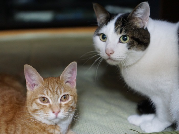 コタツの中にいたちぃーに近づくぷぅー「ここはあったかいよ」