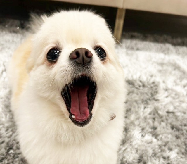 優しいご夫婦のもとで幸せを掴むことができた朝顔。新たに「ラテちゃん」というかわいい名前をもらいました