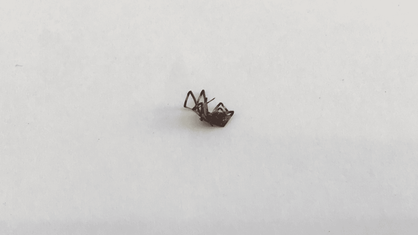 小学校の手洗い場で児童がセアカゴケグモにかまれる　「ピリピリする痛み」　香川