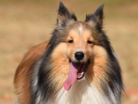 一緒にドッグランや旅行へ　すっかりアウトドア派に！　シェルティ「ソフィー」