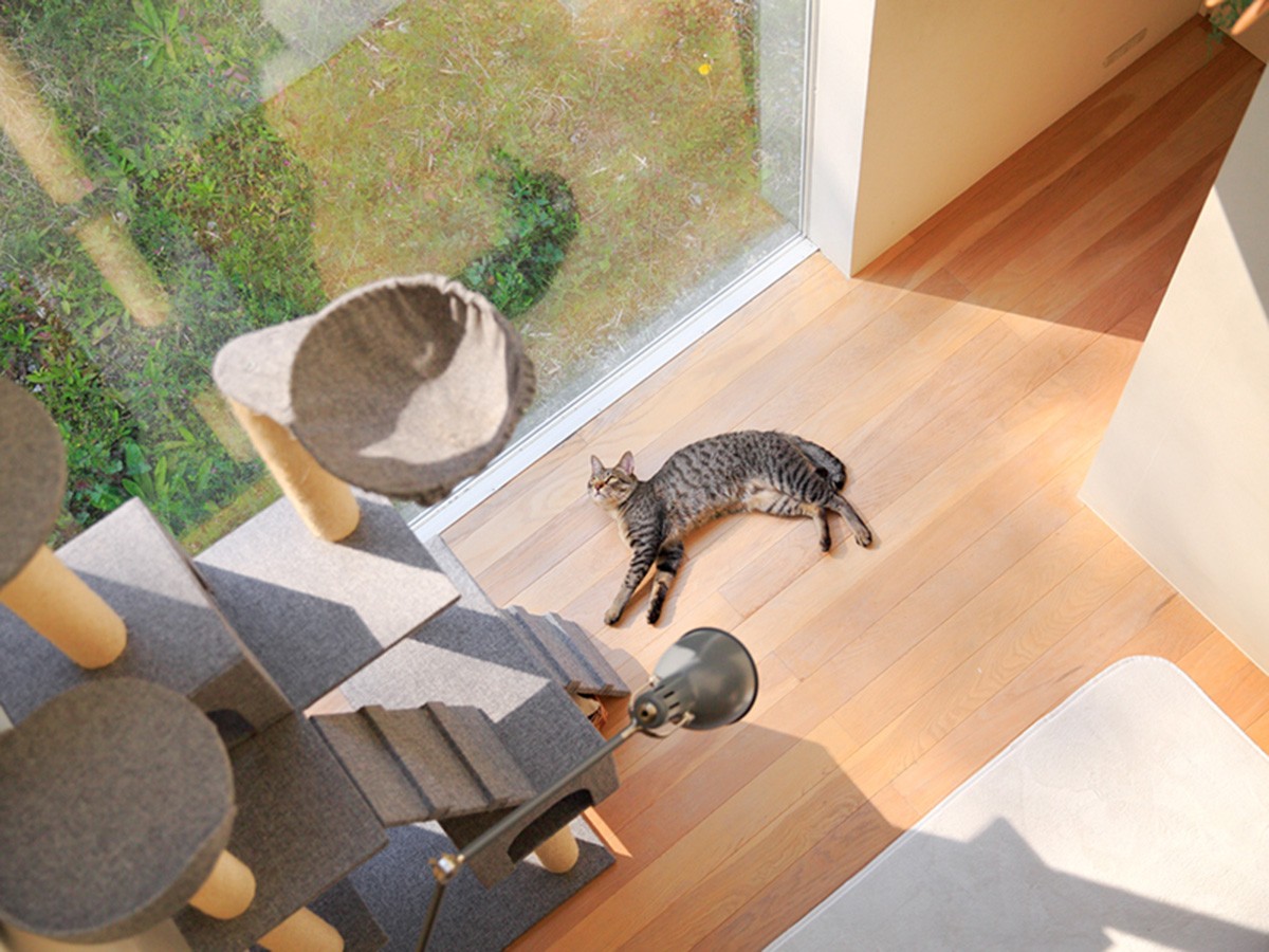 子猫３匹を迎える 猫社会 が生まれ 困った嚙み癖も解消 犬 猫との幸せな暮らしのためのペット情報サイト Sippo