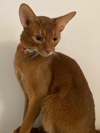 アドバイスを受ける前。目をそらすカフーくん（画像提供：Milanista17さん）