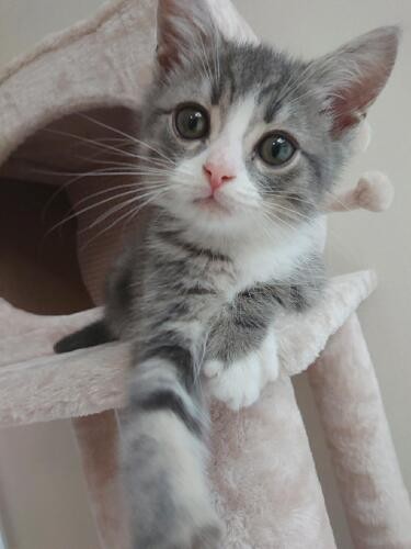 家にきたころの「Mew（ミュウ）」