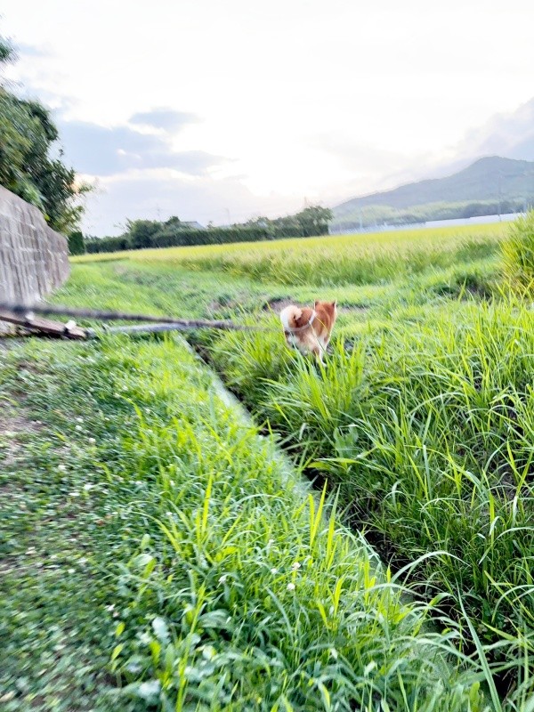 着地体制に入ったティーくん（画像提供：柴犬ティーくん＆パパさん）