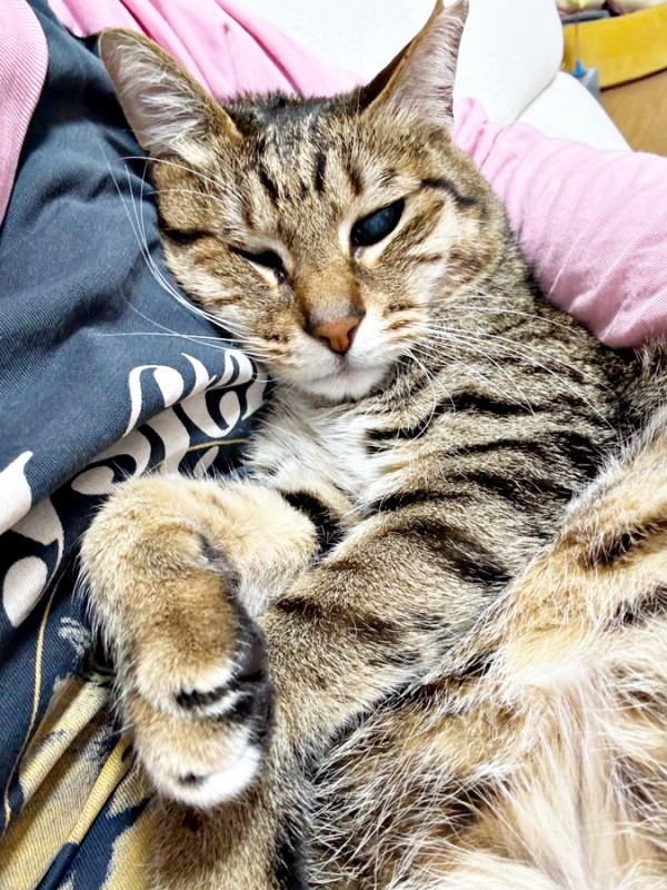 甘えん坊な一面も。抱っこされてうっとりするあんずちゃん（画像提供：アシメEYEあんずさん）