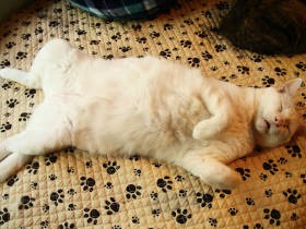 無防備なその姿は、猫からの信頼の証　猫のヘソ天を、ありがたく味わい尽くす