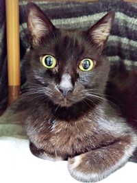 こたつの中でくつろぐ実陽くん（画像提供：秋十空さん）