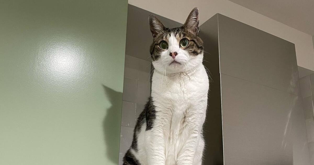 コロねこ 日本猫の「ゴヤール」 動物たちの幸せを願う猫グループ「キジシロ