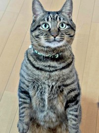 まん丸なお顔と瞳が愛らしいタマちゃん（画像提供：Ari Mayaさん）